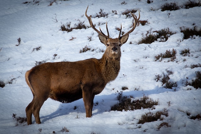 Dalwhinnie Reviews and Attractions